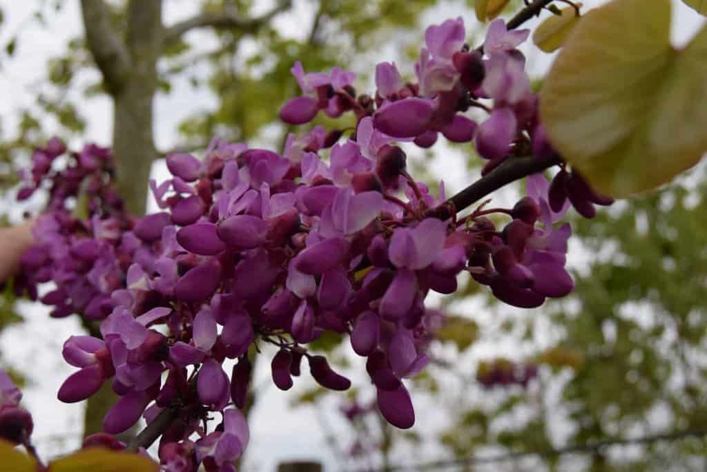 Cercis siliquastrum 200-250 cm